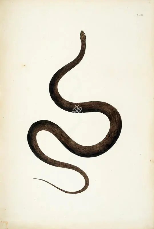Skelton, William (Engraver). Untitled, circa 1796 | Engraving