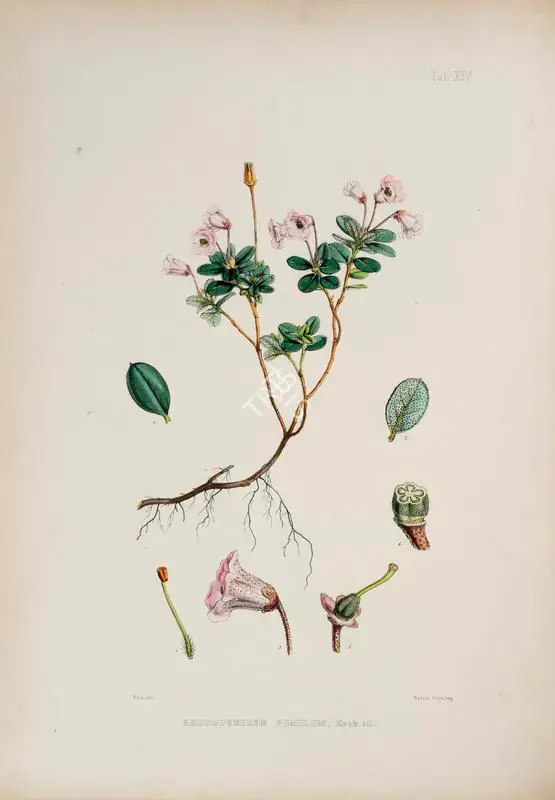 Fitch, Walter Hood (Lithographer). Rhododendron Pumilum, circa 1796 | Lithograph