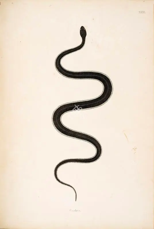 Skelton, William (Engraver). Goobra. Print on paper, circa 1796 | Engraving, An Account of Indian Serpents, 1796 | Continuum | 00156397