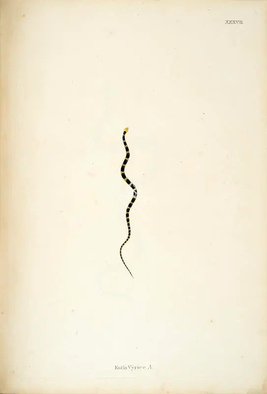 Skelton, William (Engraver). Katla Vyrien .A.. Print on paper, circa 1796 | Engraving, An Account of Indian Serpents, 1796 | Continuum | 00156403