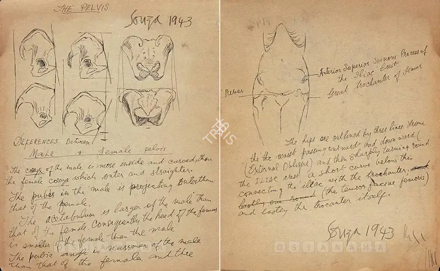 Souza, F.N. (Artist). Anatomy Study, 1943 | Drawing