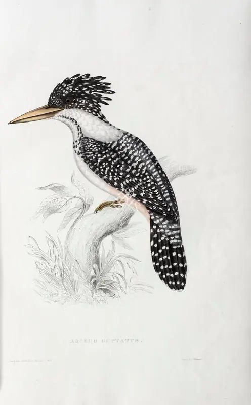 Gould, Elizabeth (Lithographer). Alcedo Guttatus, circa 1832 | Lithograph