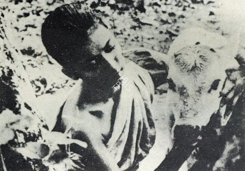 Mitra, Subrata (Cinematographer), Pather Panchali, 1955. The Wild Sister Sacrificed in the Ancestral Village : Pather Panchali | Photographic Still, Journal of Arts & Ideas, January 1993 | CinemaEducation | 00710320