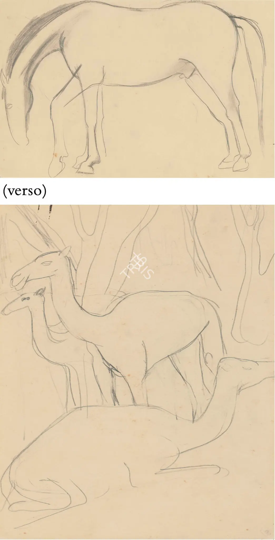 Sher-Gil, Amrita (Artist). Untitled (Camels); Untitled (Horse) (verso). Pencil on paper, 1941 | Drawing | FineArts | 00645686