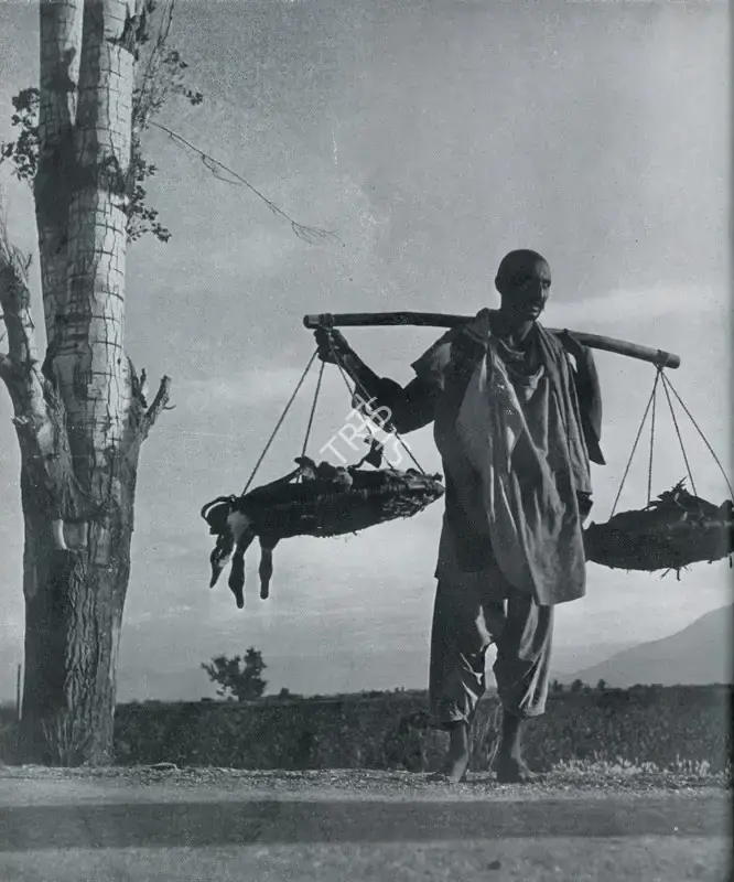Bharadwaj, R.R. (Photographer). The Dead Duck. n.d. | Contemporary Photograph, Marg, March 1955 | Photography | 00512982