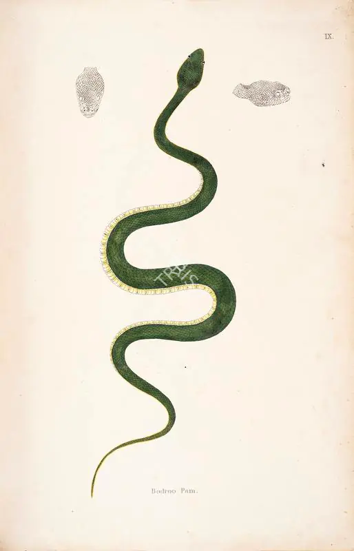 Skelton, William (Engraver). Bodroo Pam, circa 1796 | Engraving