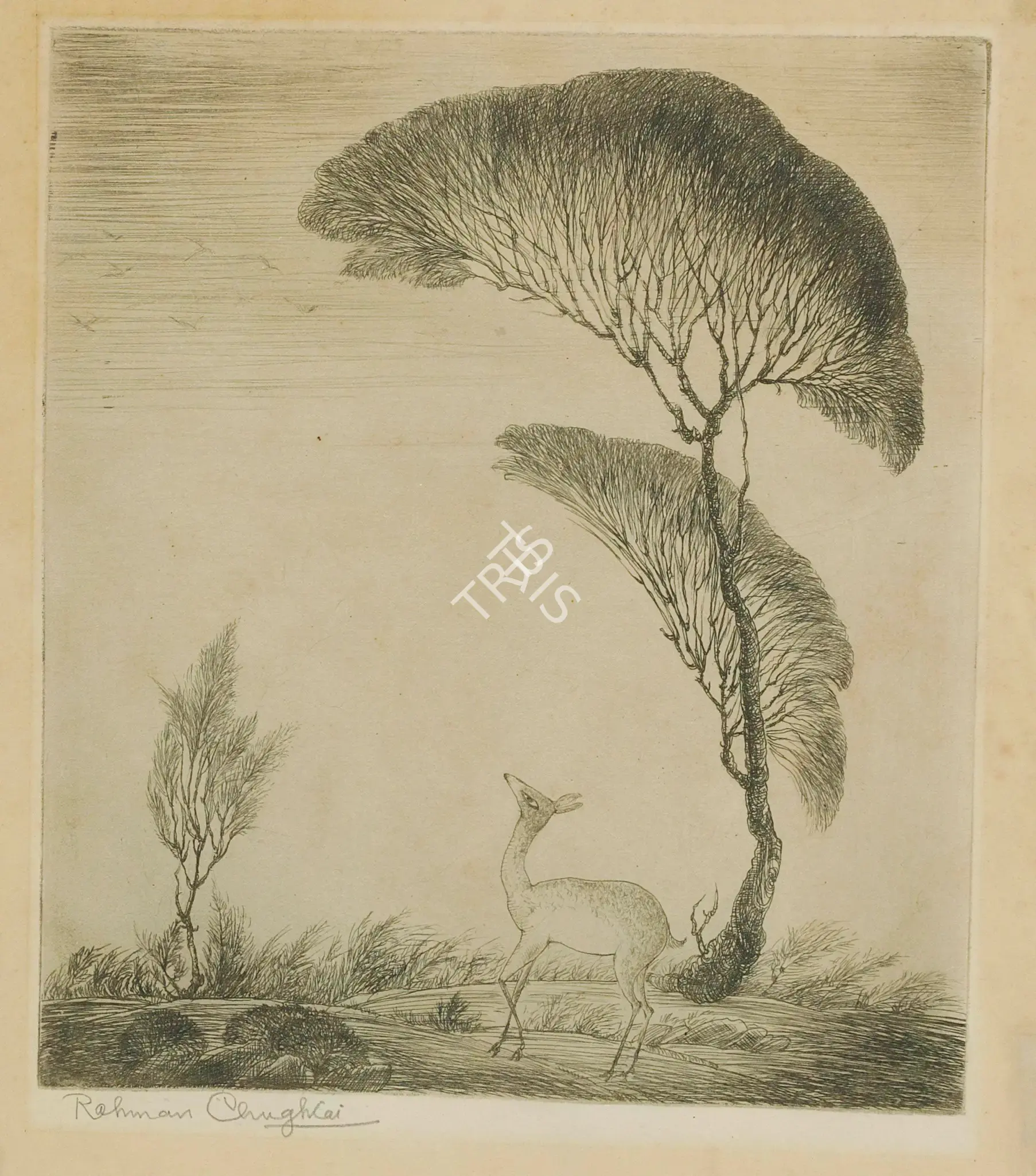 Chughtai, M.A.R. (Artist). Untitled (Deer Under Tree). Etching on paper, n.d. | Graphic Art | FineArts | 00895513
