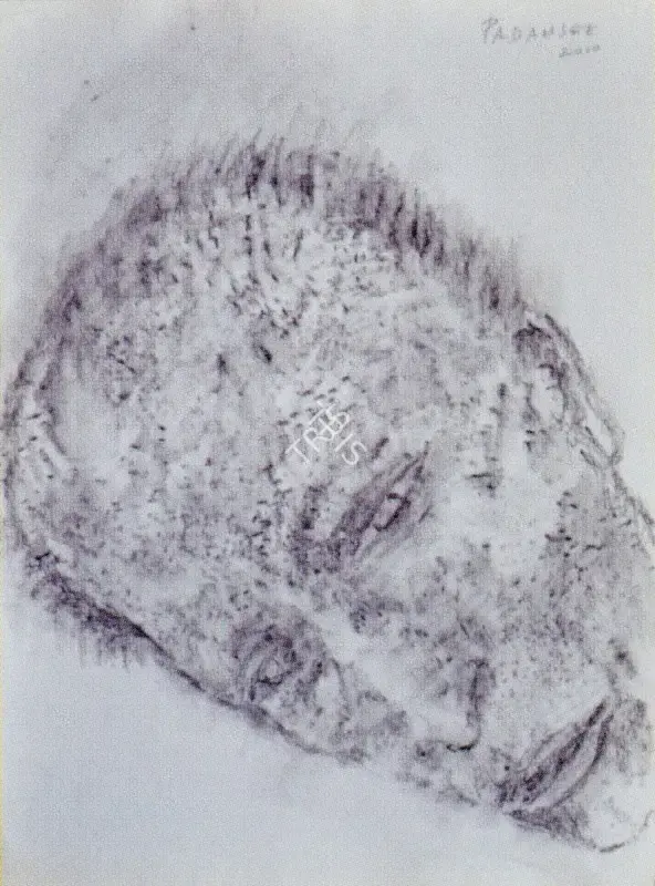 padamsee, Akbar (Artist). Untitled, 2009 | Drawing