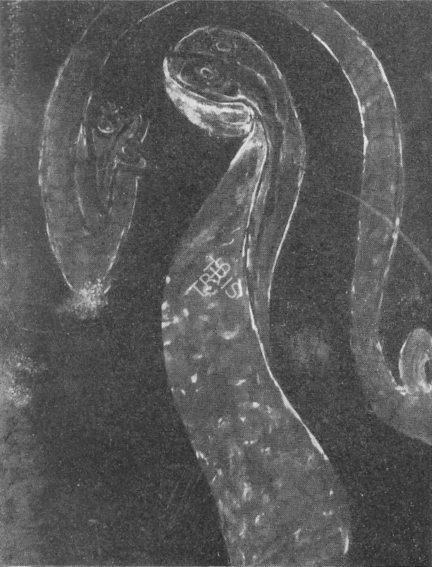 Tagore, Rabindranath (Artist). Untitled, n.d. | Painting