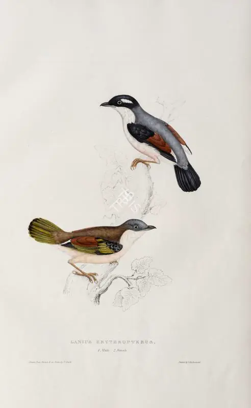Gould, Elizabeth (Lithographer). Lanius Erythropterus, circa 1832 | Lithograph