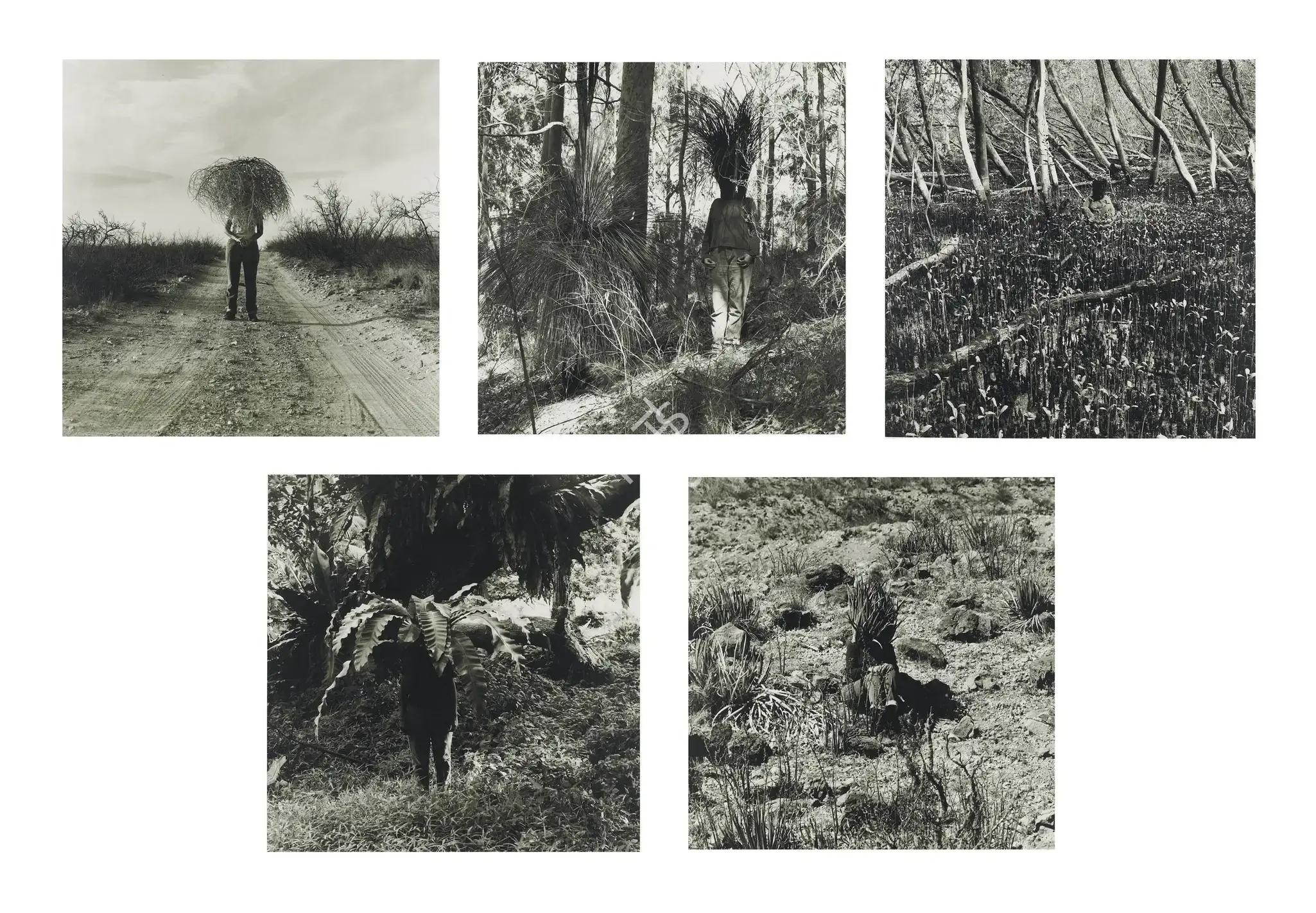 Gill, Simryn (Artist). Vegetation, 1999 | Print