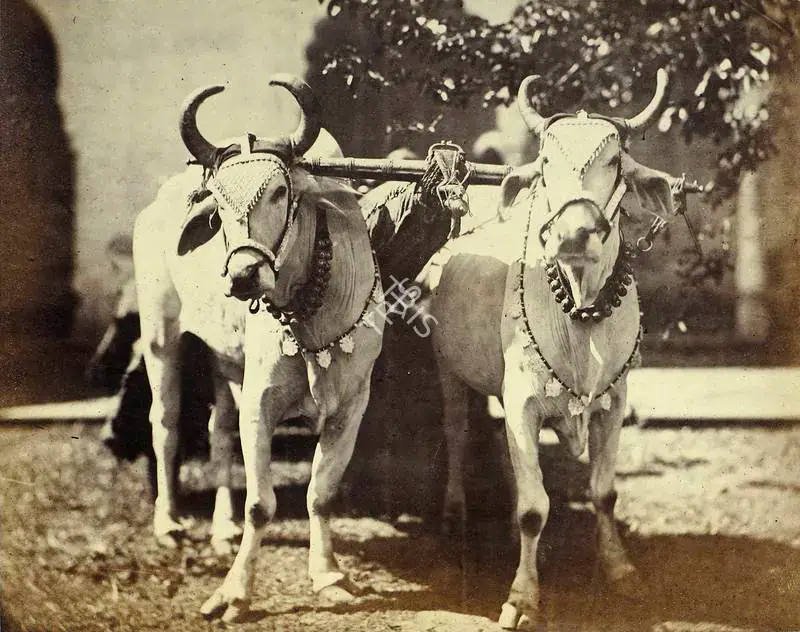 Impey, Eugene Clutterbuck (Photographer). A Pair of Bullocks yoked to a light riding - cart, Rajasthan - From the album "Captain E.C. Impey, 'Delhi, Agra, and Rajpootana, illustrated by eighty photographs' (Cundall, Downes, & Co., London, 1865)". Albumen print pasted on mount, early 1860s | Antiquarian Photograph | Photography | 00115960