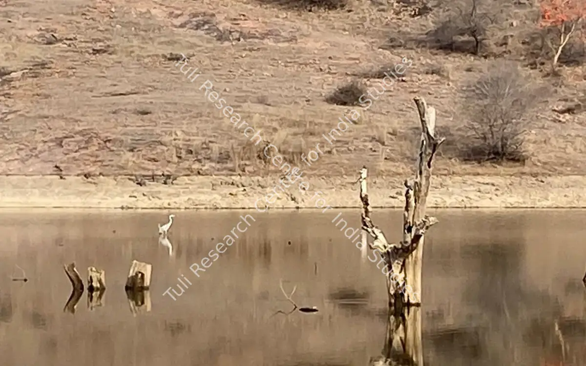Ranthambore — featured artwork