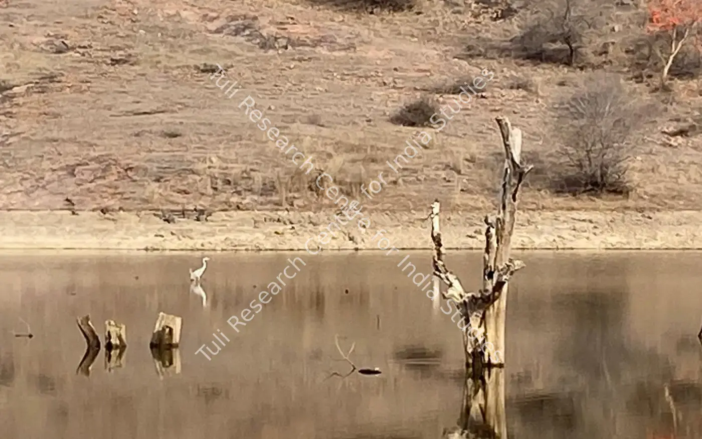 Ranthambore — featured artwork