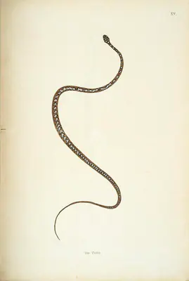 Skelton, William (Engraver). Tar Tutta, circa 1796 | Engraving