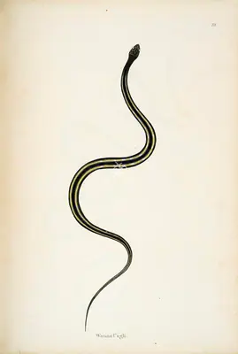 Skelton, William (Engraver). Wanna Cogli, circa 1796 | Engraving