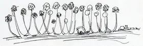 Chavda, Shiavax (Artist). Untitled, n.d. | Drawing