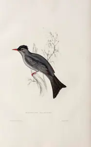 Gould, Elizabeth (Lithographer). Hypsipetes Psaroides, circa 1832 | Lithograph