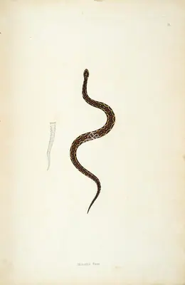 Skelton, William (Engraver). Horatta Pam, circa 1796 | Engraving