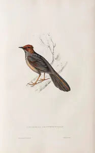 Gould, Elizabeth (Lithographer). Cinclosoma Erythrocephalum, circa 1832 | Lithograph