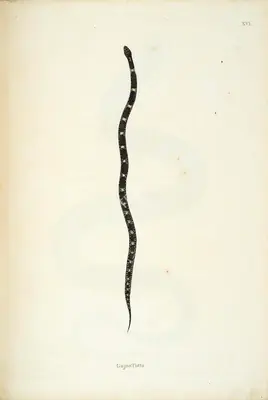 Skelton, William (Engraver). Gajoo Tutta, circa 1796 | Engraving