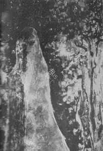 Tagore, Rabindranath (Artist). Untitled, n.d. | Painting