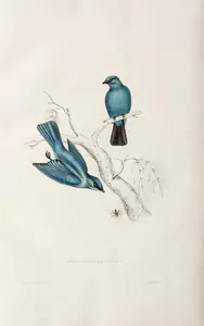 Gould, Elizabeth (Lithographer). Muscicapa Melanops, circa 1832 | Lithograph