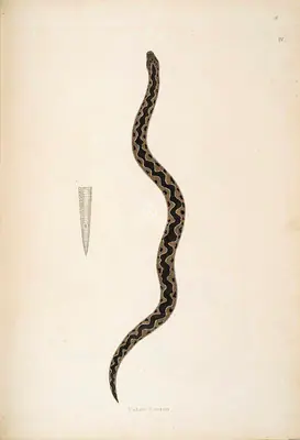 Skelton, William (Engraver). Padain Cootoo, circa 1796 | Engraving