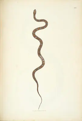 Skelton, William (Engraver). Nooni Paragoodoo, circa 1796 | Engraving