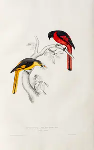 Gould, Elizabeth (Lithographer). Phenicornis Brevirostris, circa 1832 | Lithograph