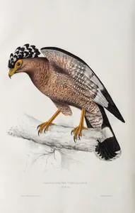 Gould, Elizabeth (Lithographer). Hematornis Undulatus , circa 1832 | Lithograph