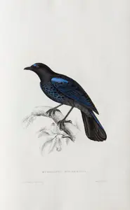 Gould, Elizabeth (Lithographer). Myophonus Horsfieldii, circa 1832 | Lithograph