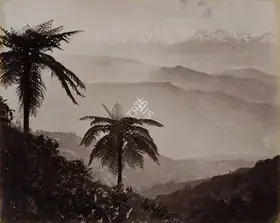 Bourne, Samuel (Photographer). The Snows. Tree Ferns in the Foreground, Darjeeling, c.1865-1866 | Antiquarian Photograph