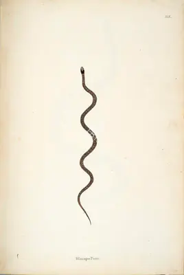 Skelton, William (Engraver). Wanapa Pam, circa 1796 | Engraving