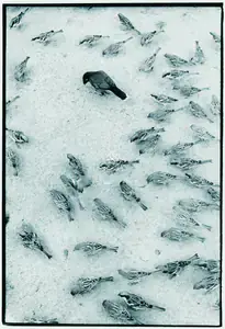 Rai, Raghu (Photographer), Mainah And Sparrows, 1970 | Contemporary Photograph