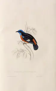 Gould, Elizabeth (Lithographer). Petrocincla Cinclorhyncha, circa 1832 | Lithograph