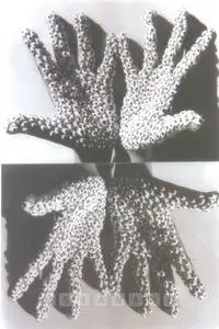 Dube, Anita (Artist). Sea Creature, 2000-2006 | Print