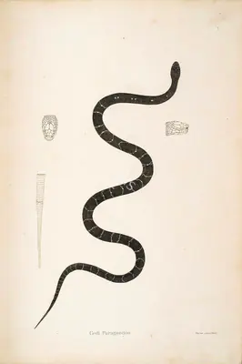 Skelton, William (Engraver). Gedi Paragoodoo, circa 1796 | Engraving