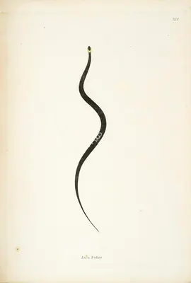 Skelton, William (Engraver). Jara Potoo, circa 1796 | Engraving