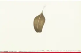 Zeeshan, Muhammed (Artist). Untitled (Directions), 2007 | Painting