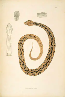 Skelton, William (Engraver). Katuka Rekula Poda, circa 1796 | Engraving