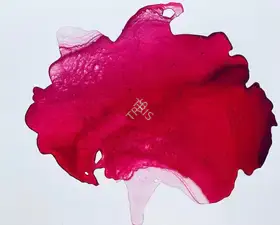 Singh, Aditi (Artist). In the Shadow of a Rose (For Sonu 1974-2021), 2020 | Painting