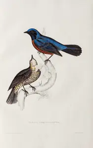 Gould, Elizabeth (Lithographer). Turdus Erythrogaster, circa 1832 | Lithograph