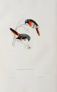 Gould, Elizabeth (Lithographer). Phenicornis Peregrina, circa 1832 | Lithograph