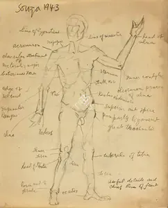 Souza, F.N. (Artist). Human Anatomy Studies (Double-sided), 1943 | Drawing