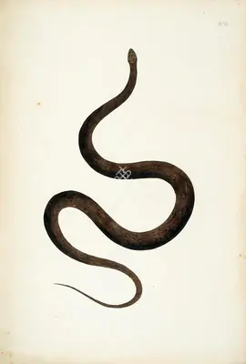 Skelton, William (Engraver). Untitled, circa 1796 | Engraving