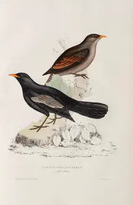 Gould, Elizabeth (Lithographer). Turdus Poecilopterus, circa 1832 | Lithograph