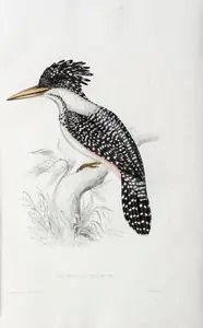 Gould, Elizabeth (Lithographer). Alcedo Guttatus, circa 1832 | Lithograph