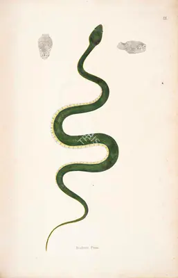 Skelton, William (Engraver). Bodroo Pam, circa 1796 | Engraving