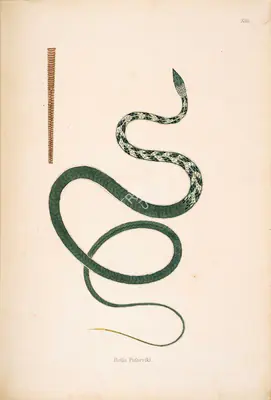 Skelton, William (Engraver). Botla Pafseriki, circa 1796 | Engraving